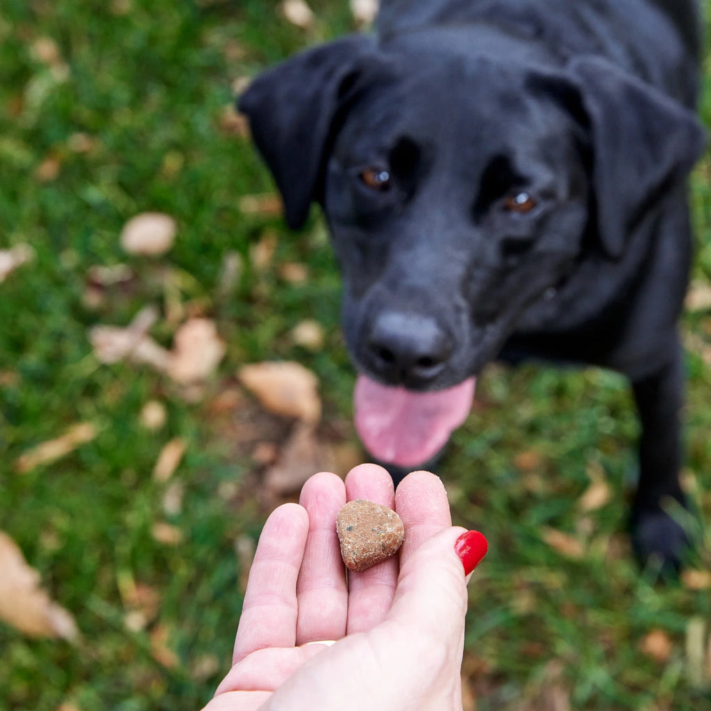 Pumpkin Flavor Probiotic Bites for Dogs, 60 Count Supplement