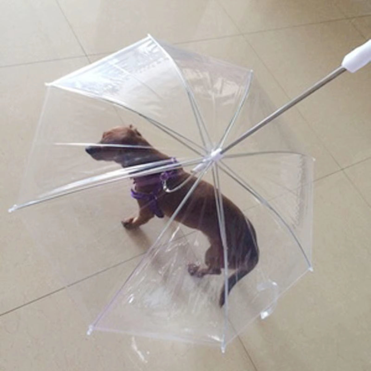 Pet Umbrella with Leash Clear Cover Rainproof Snowproof Walking Puppy Doggy Umbrella Adjustable for Small Dogs Dog Umbrella