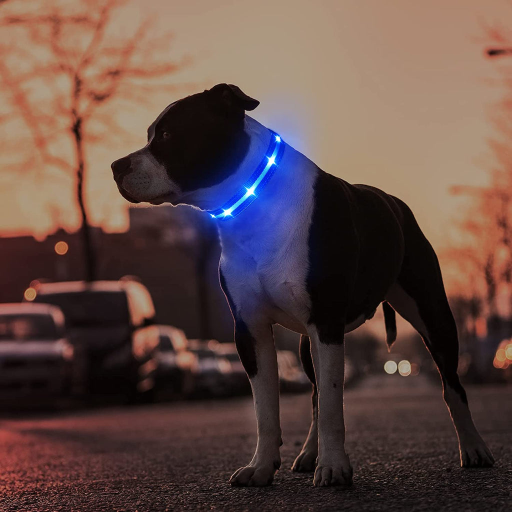 Rechargeable LED Dog Collar - Water-Resistant and Illuminated for Nighttime Walks