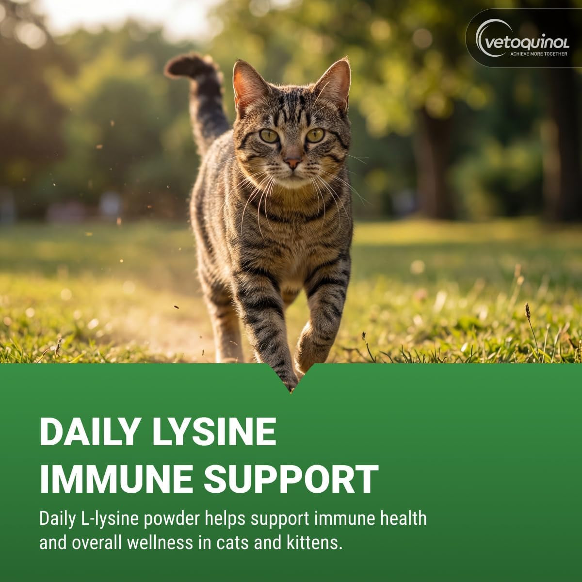 Viralys Lysine Supplement for Cats and Kittens - Promotes Eye Health, Respiratory Function, and Immune Support - Palatable Oral Powder for Convenient Daily Administration - 100 Grams