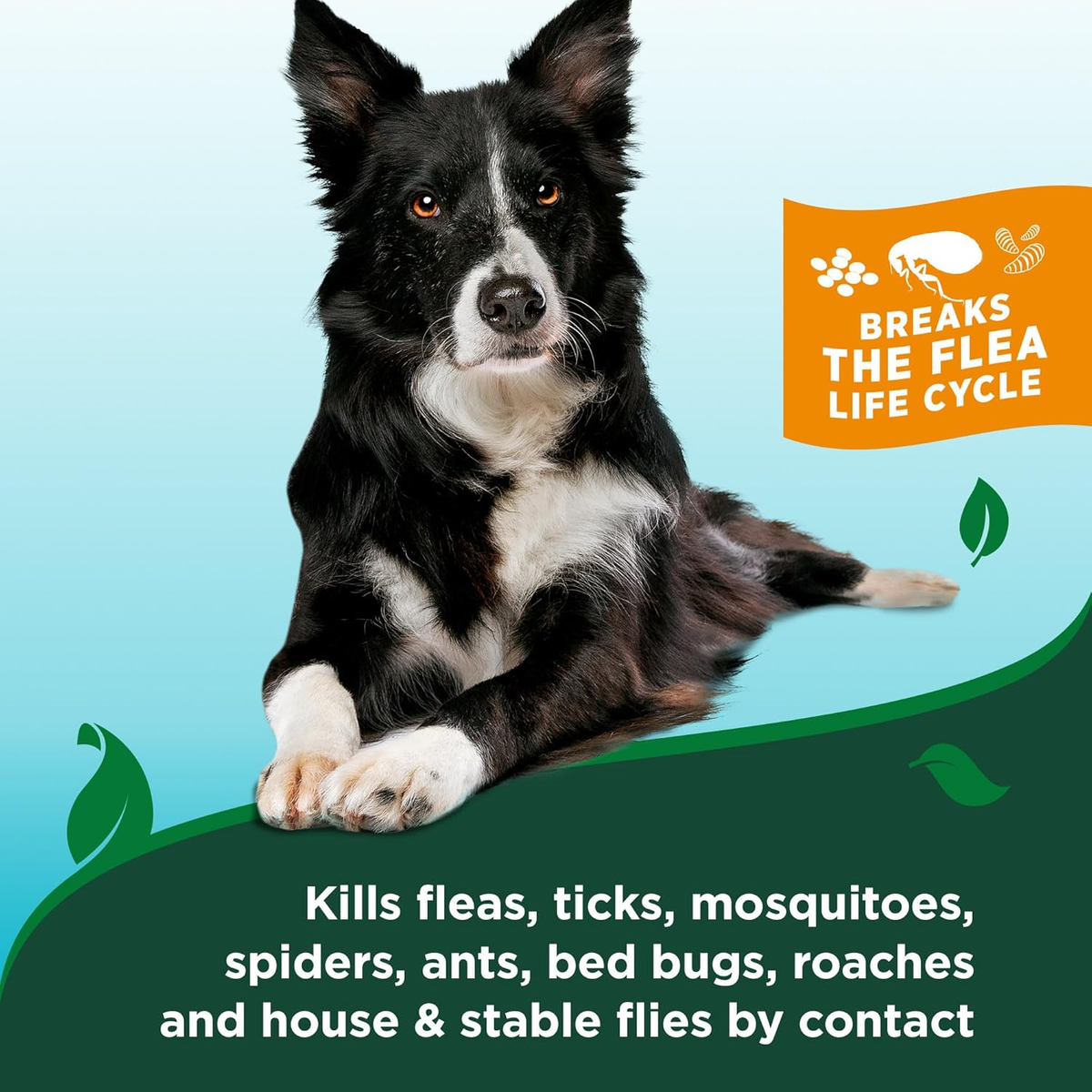 Flea and Tick Spray for Dogs, Cotton Spice Scent, 14 Oz, Effective Flea Elimination