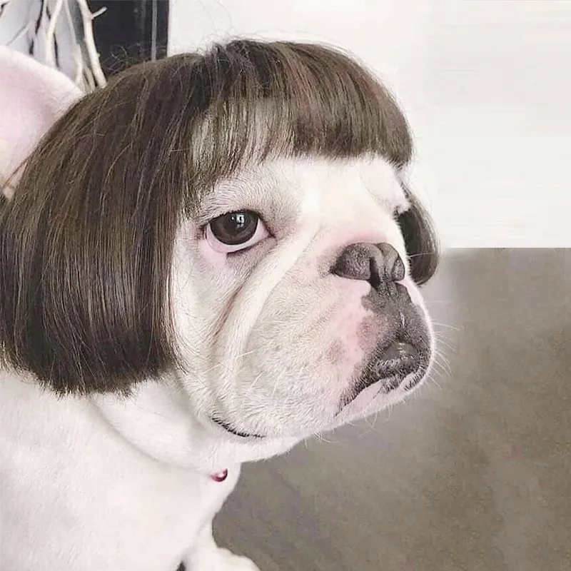 Pet Wigs for Dogs & Cats — Curly & Straight Halloween Costume Hair Accessories