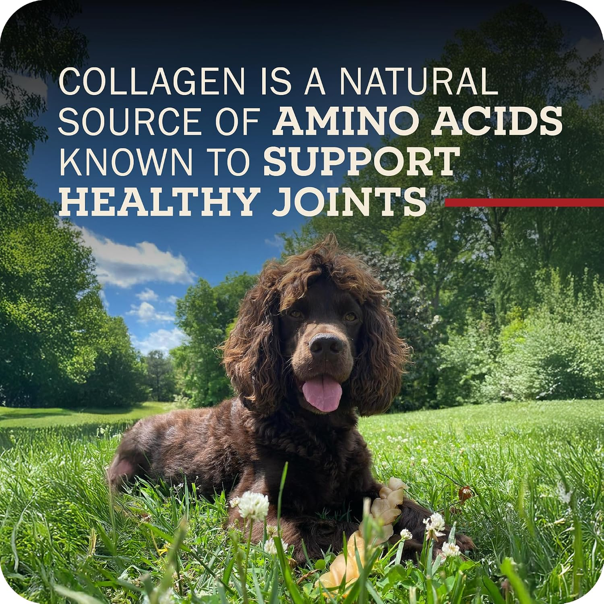 Redbarn Small 100% Natural Beef Collagen Braids Dog Chew, Case of 35