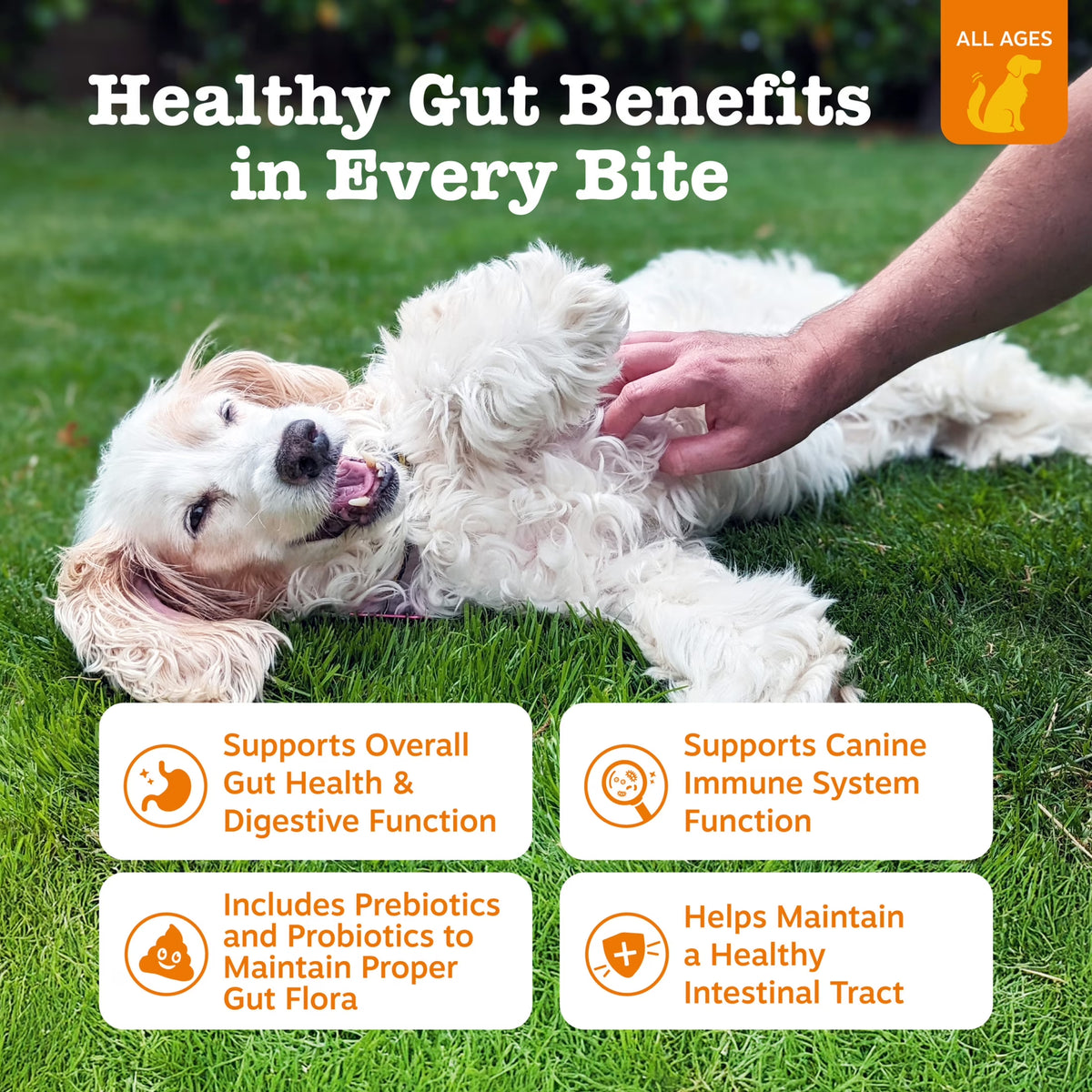 Pumpkin Flavor Probiotic Bites for Dogs, 60 Count Supplement
